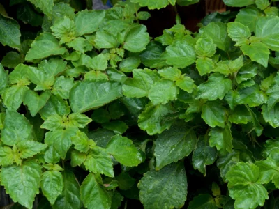 Leaves patchouli plant Pogostemon cablin
