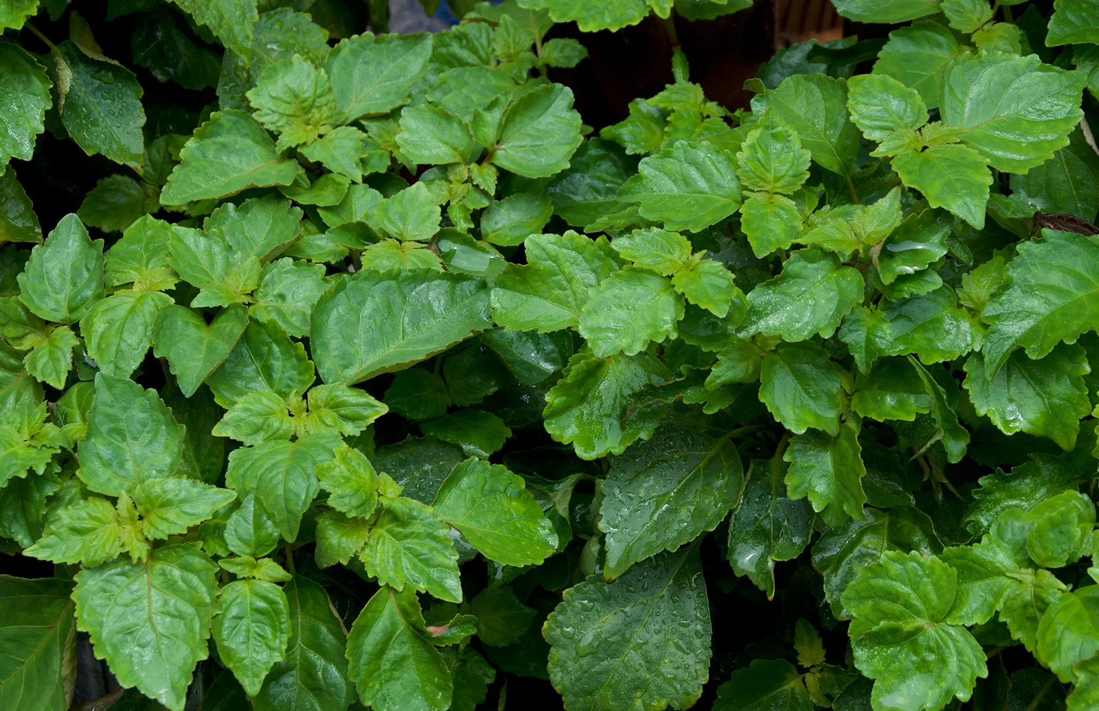 Leaves patchouli plant Pogostemon cablin