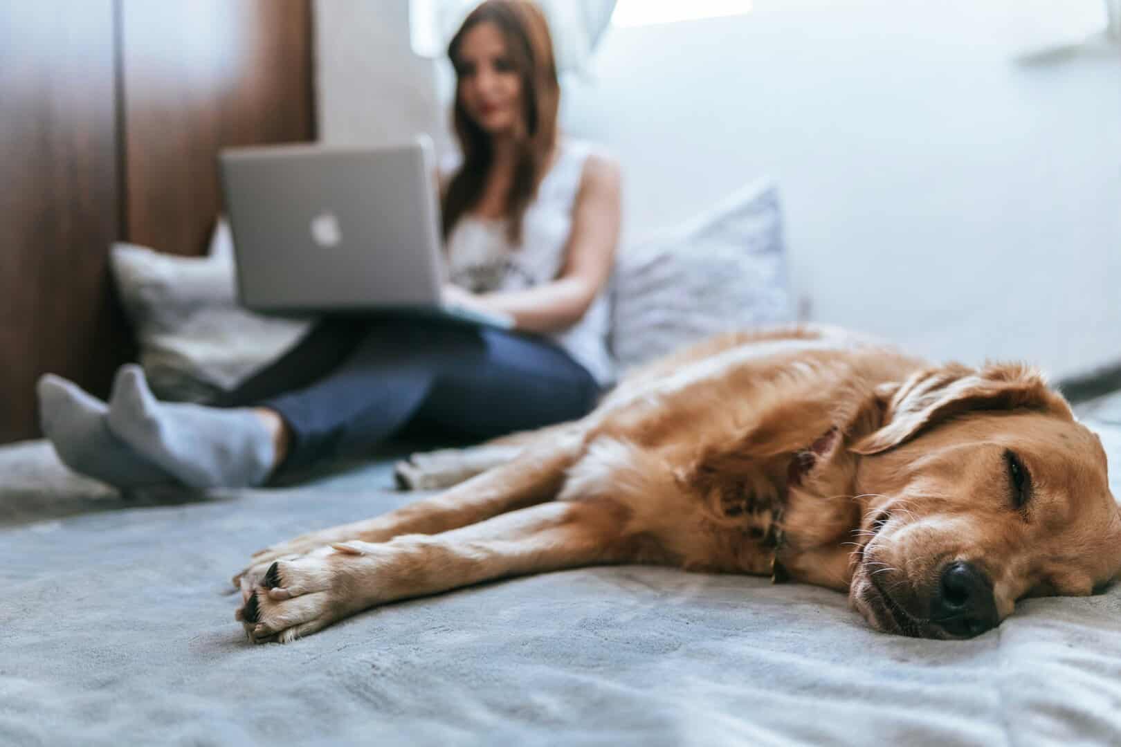 6 Smart Home Technology Innovations to Keep Your Pets Safe
